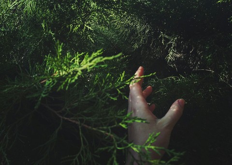 forest