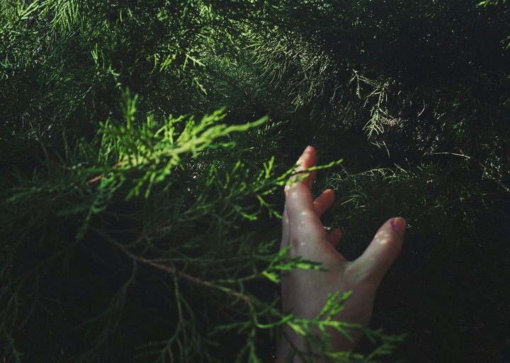 forest