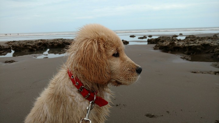 Bonnie y su paseo...