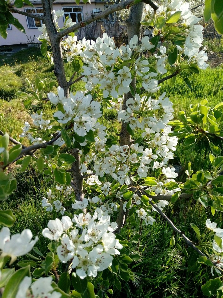 весна