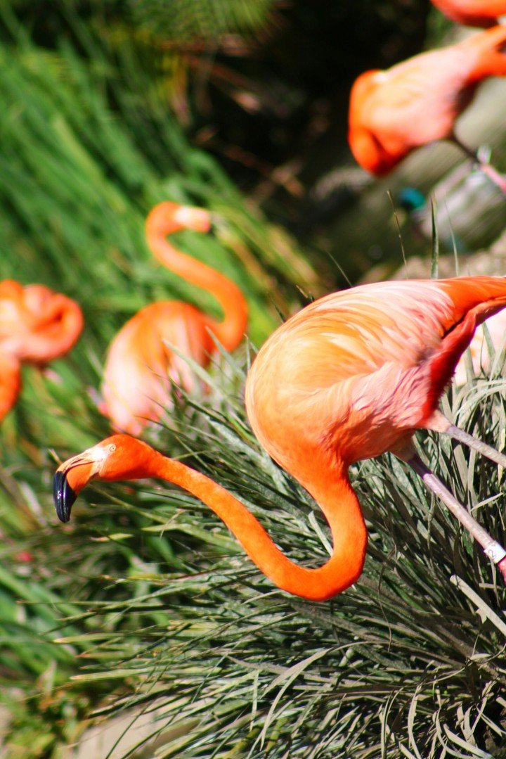 flamingo 2