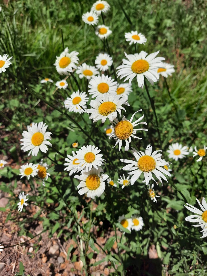 chamomile