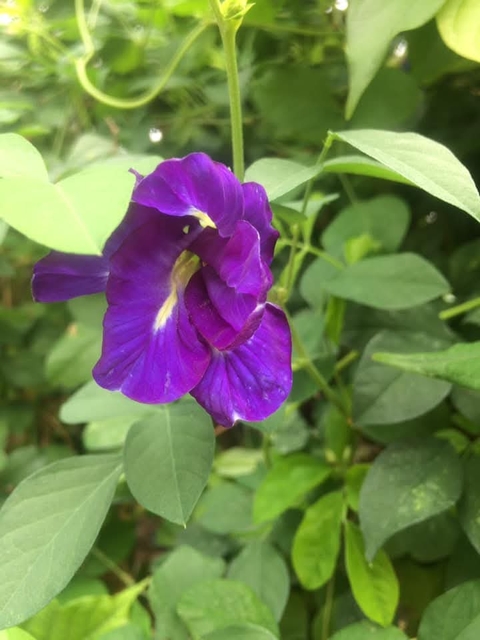 ταπετσαρίες flower, wildflower