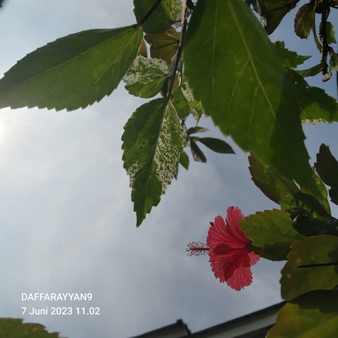 petal, branch duvar kağıtları