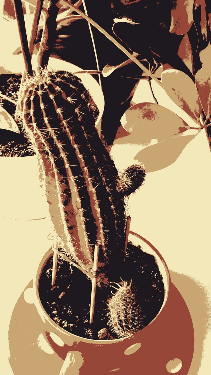 Cactus...