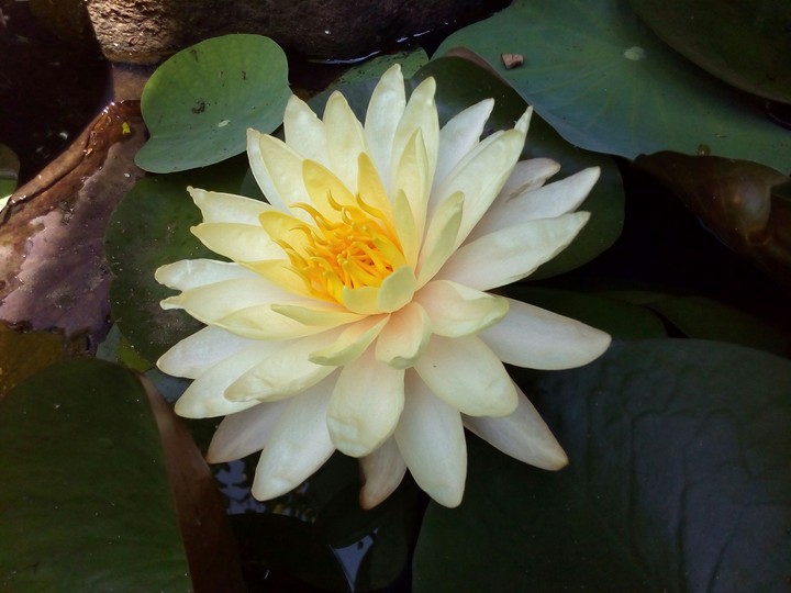 Nenuphar