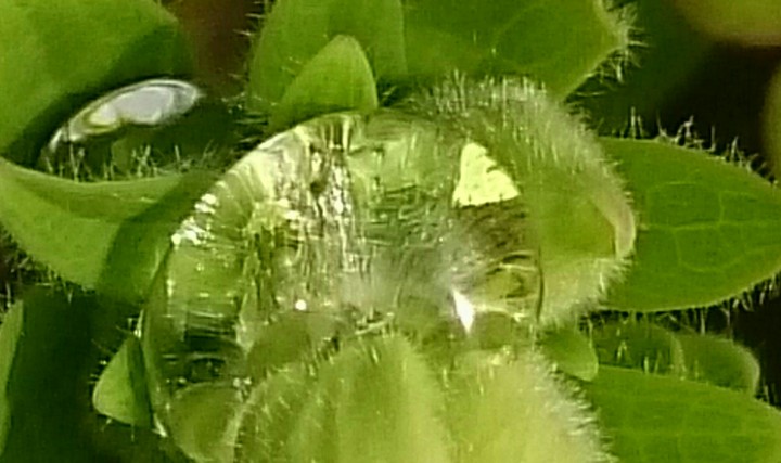 Wassertropfen