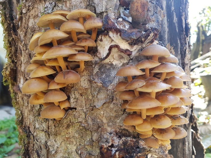 persimmon mushroom