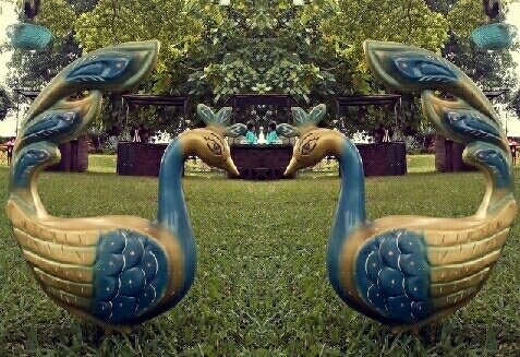 twin peacock