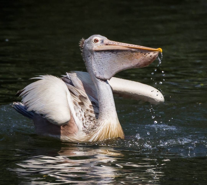 Pelican