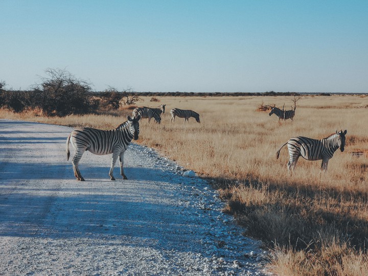 Zebra