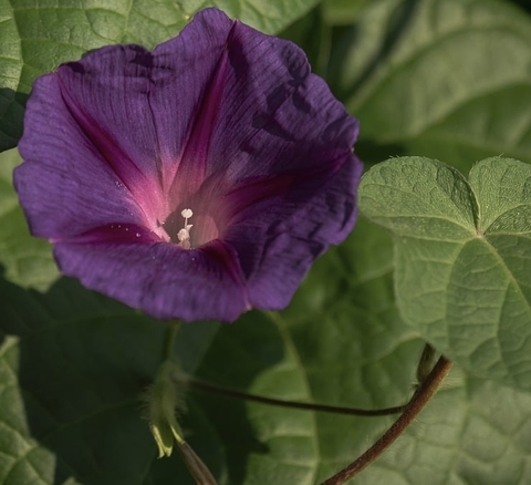 Purple Flower