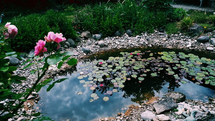 Teich