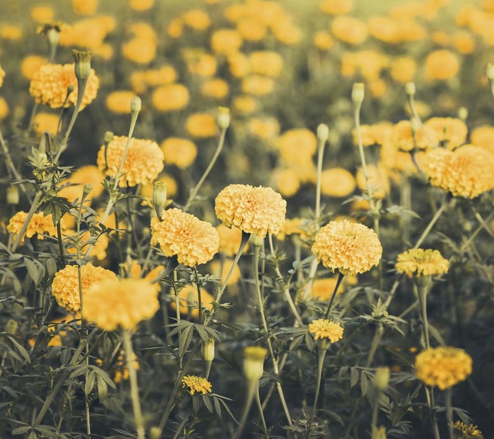 Flowers bed