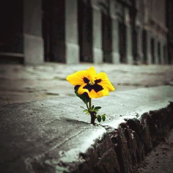 yellow flower