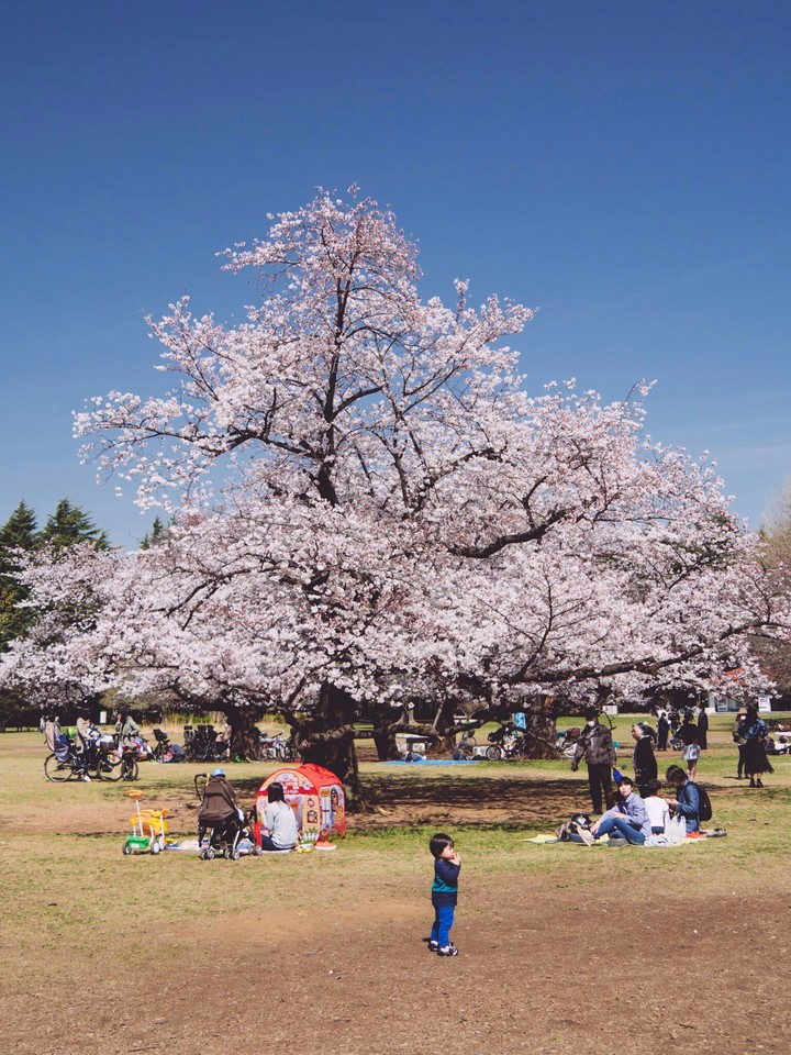 picnic