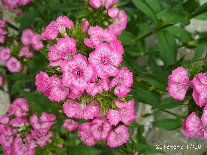 A flower in speckles