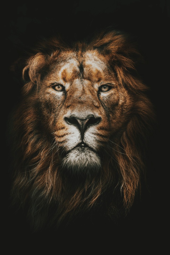 King 