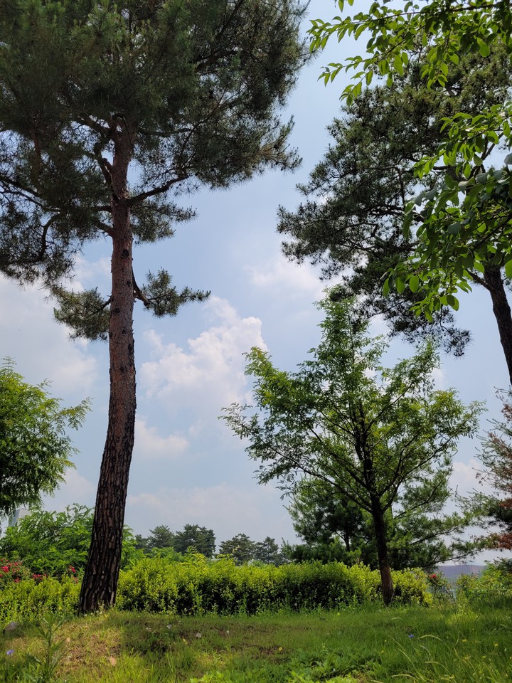 forest