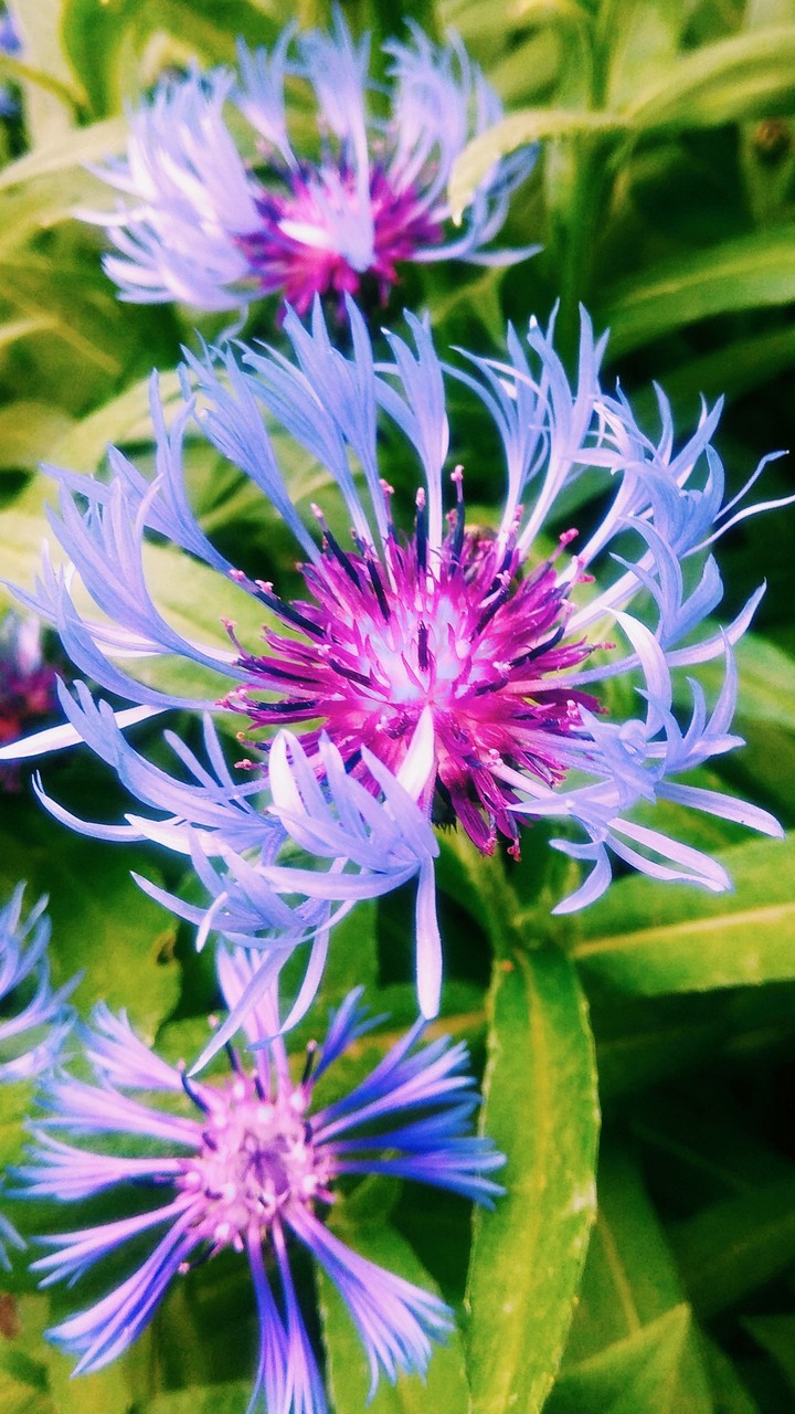Cornflower