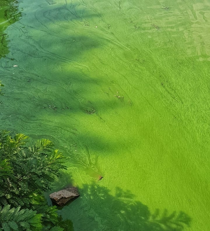 water blooms