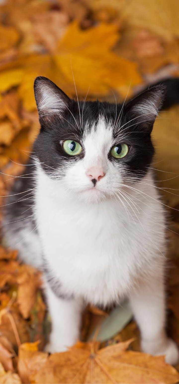 Котэ