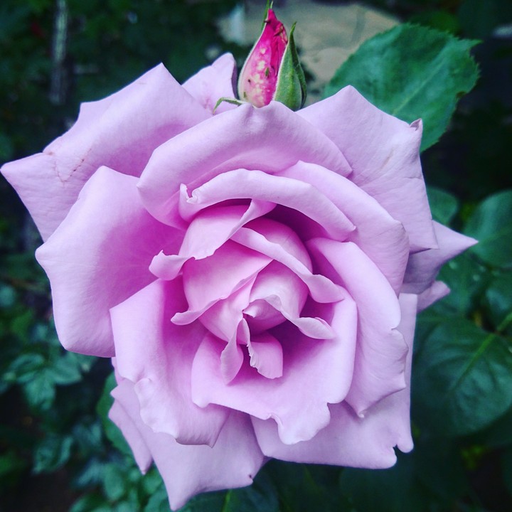 rose