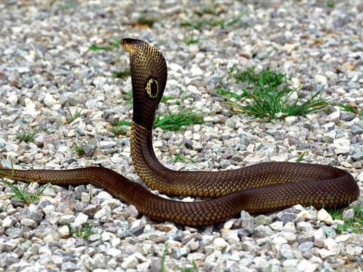 kingcobra