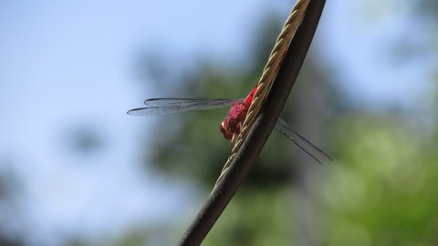 sfondi parasite, arthropod