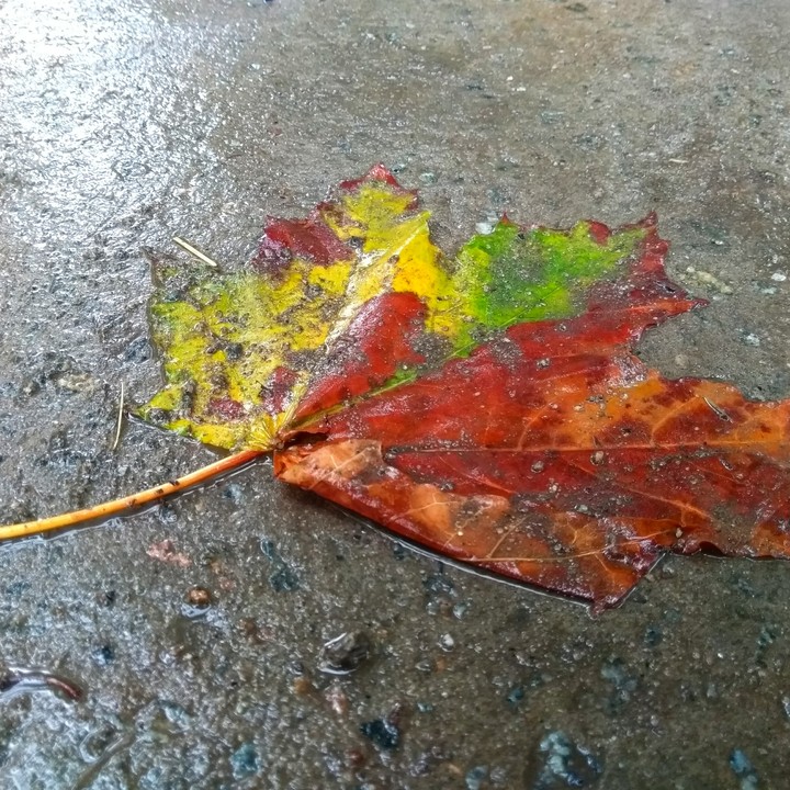 coloured autumn