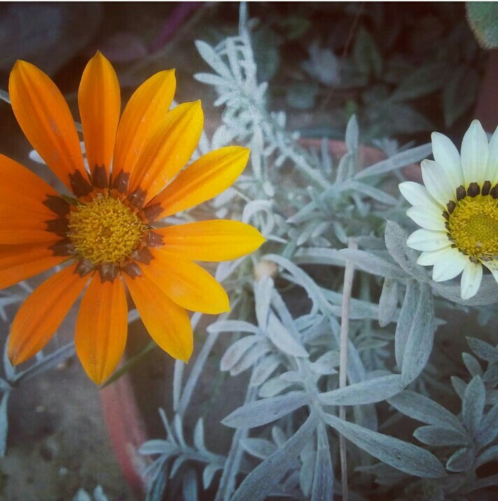Two Flower mixup pic
