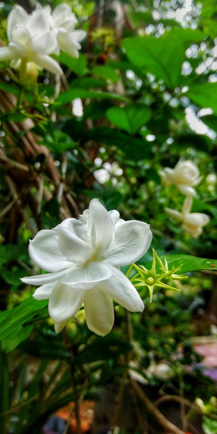 jasmine