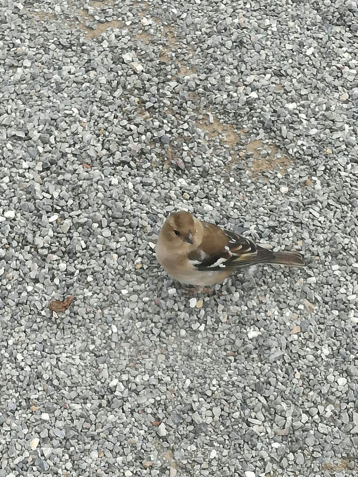 Bird