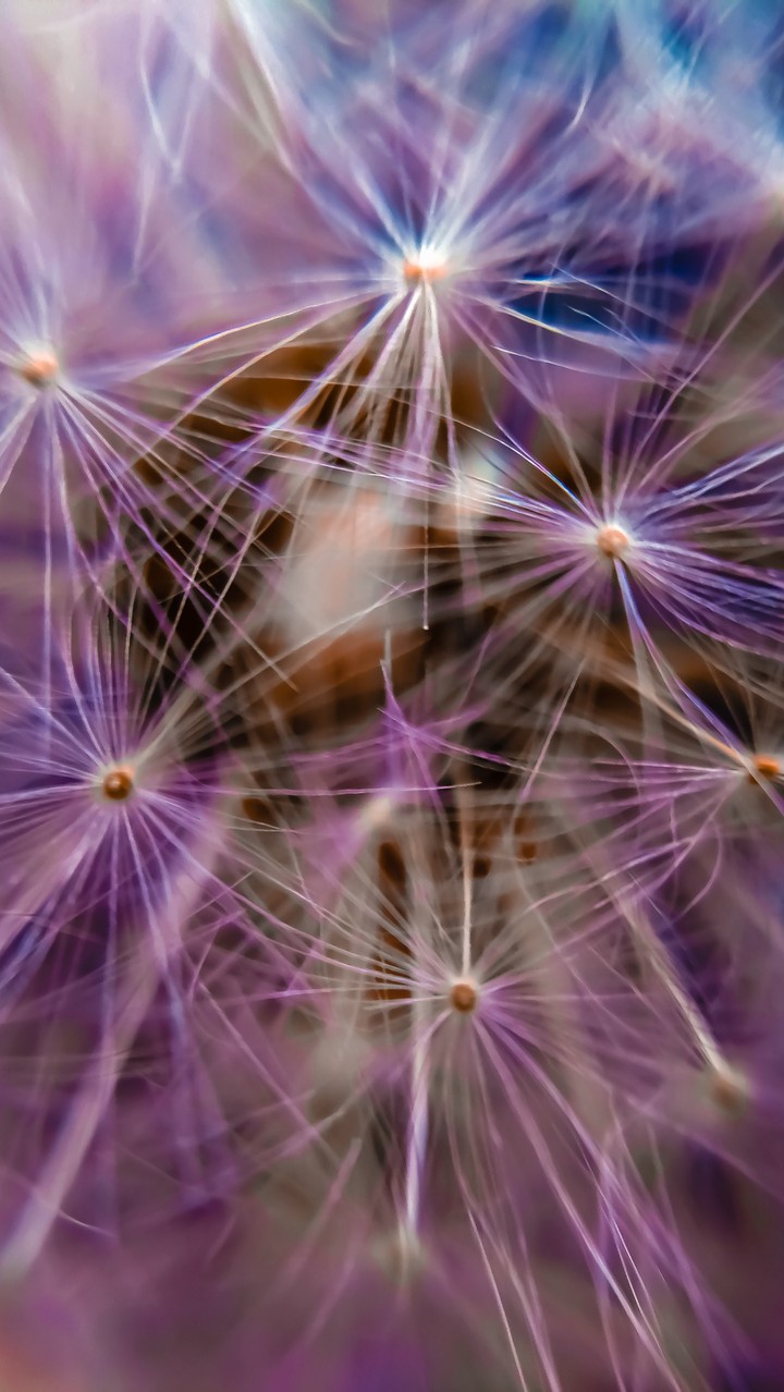 Dandelion