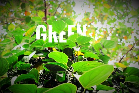 GREEN