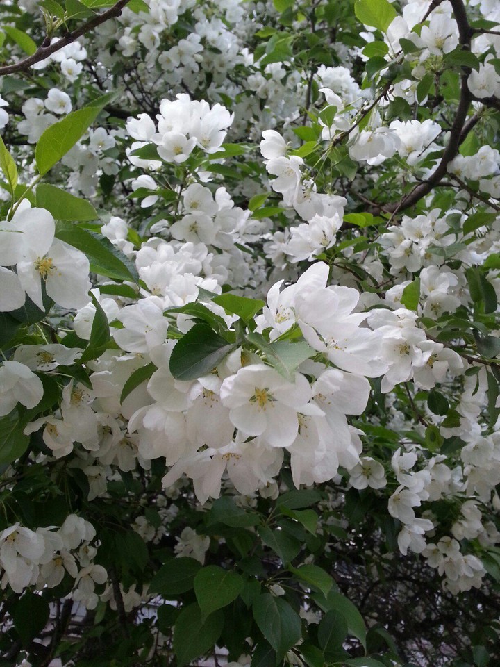 Apple tree