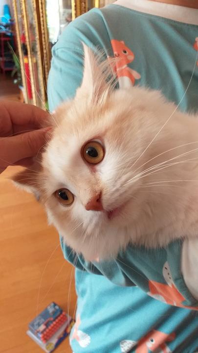 cat