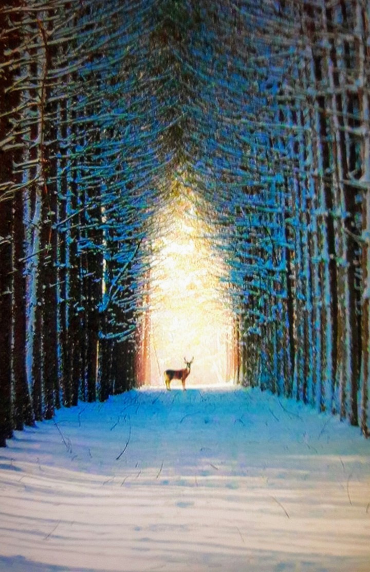 Deer and winter