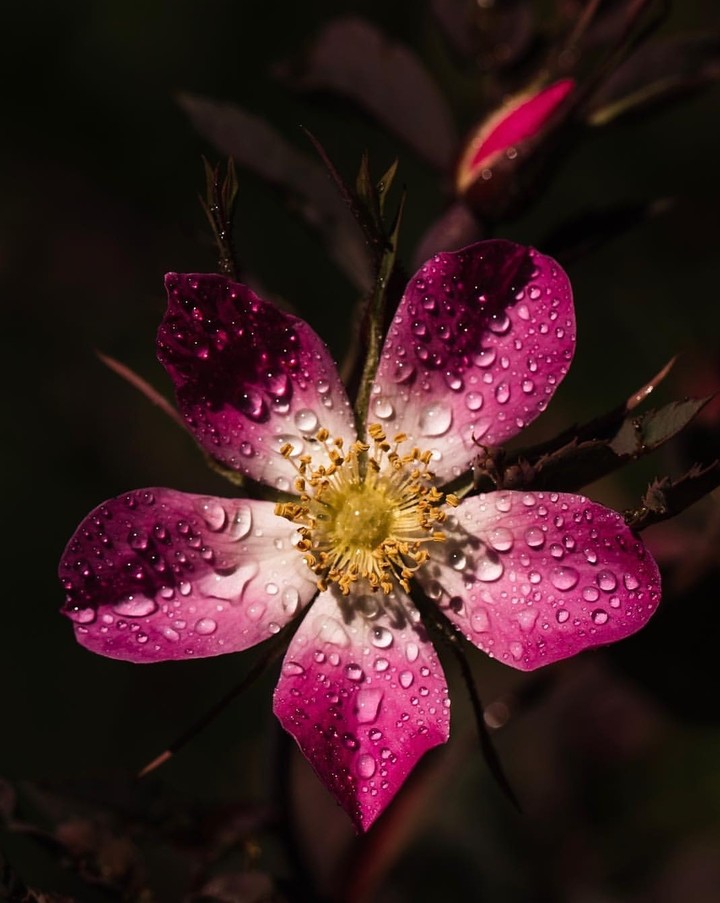 droplets