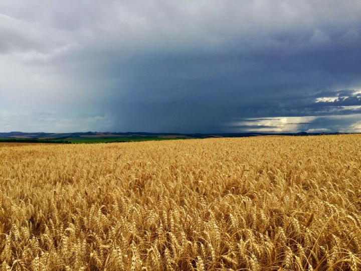 Wheat