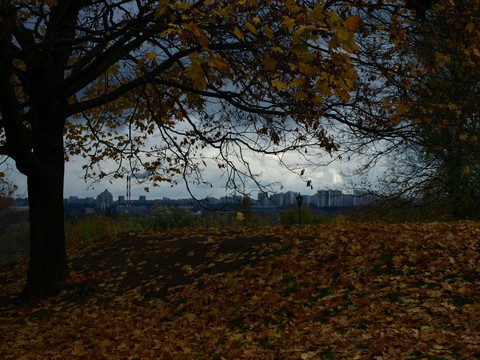 Autumn. Tree.