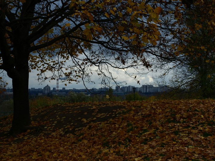 Autumn. Tree.