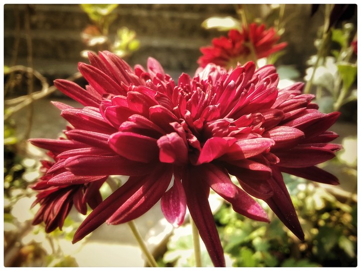 flowers