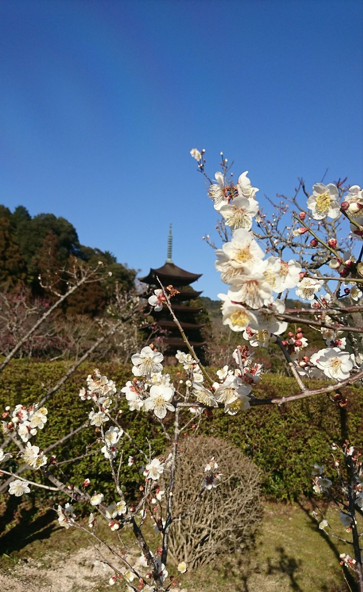 梅と五重塔 （Plum & five-story pagoda）
