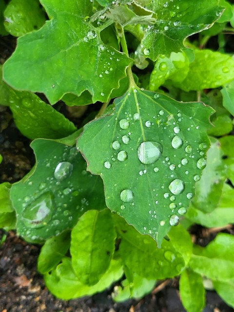 hình nền leaf, herb