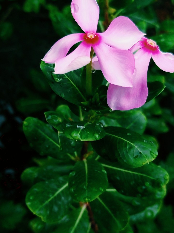 flower