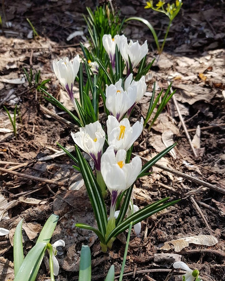spring flowers