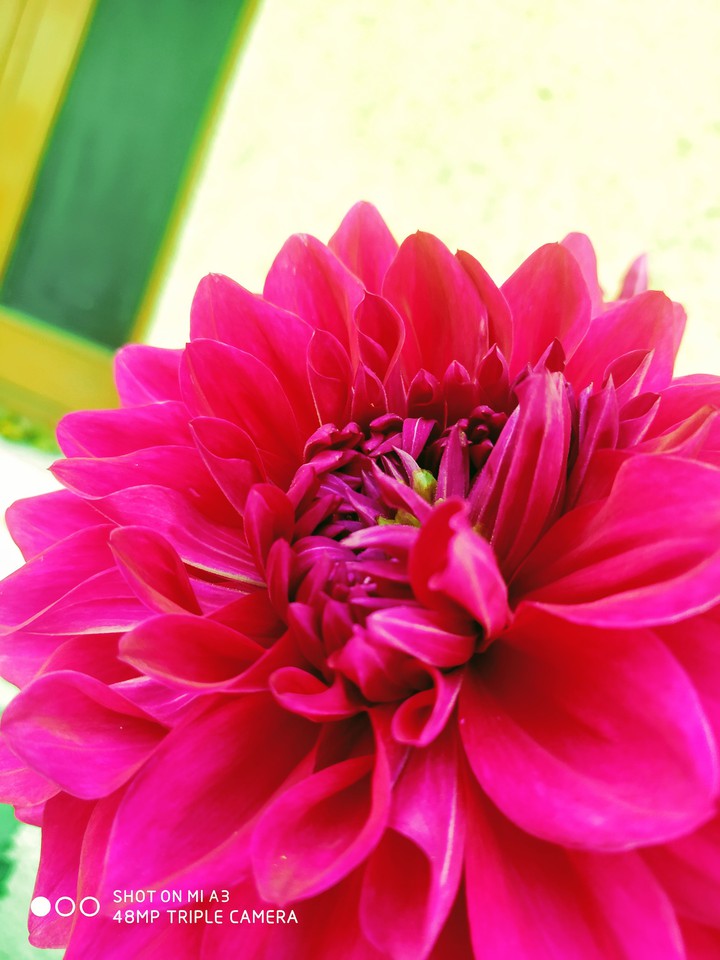 dahlia flower