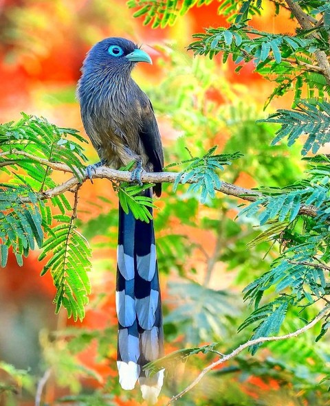 Wild life