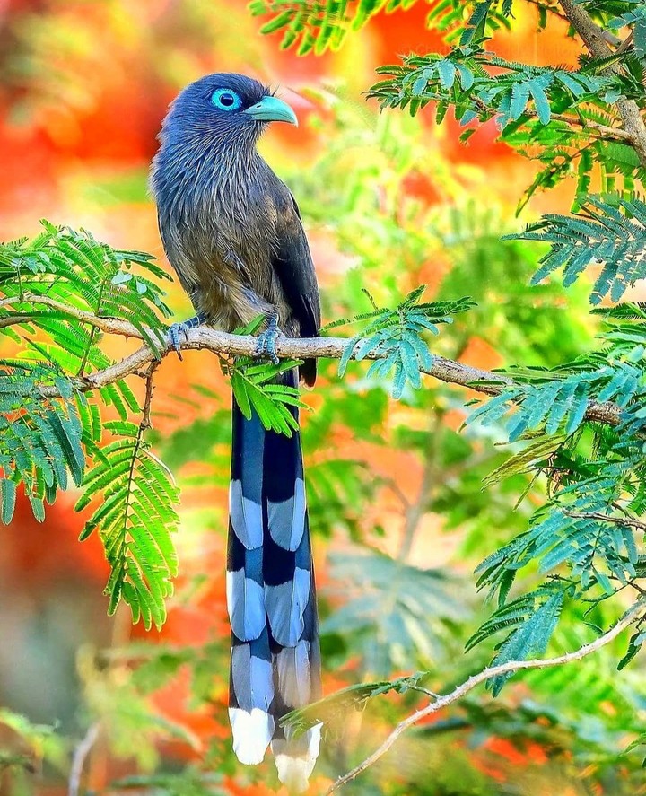 Wild life